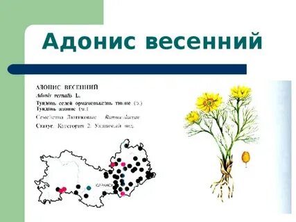 Весенний карта