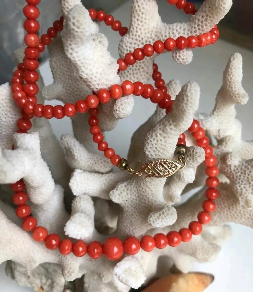 Красный коралл камень. Натуральный коралл. Кораллы в италии. Италия кораллы. Италия кораллы.
