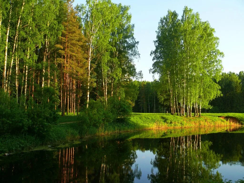 Лесная речка Ленинградской области. Лесное озеро в Ленинградской области. Смешанный лес Ленинградской области. Лужский район лето лес. Березка сиверский