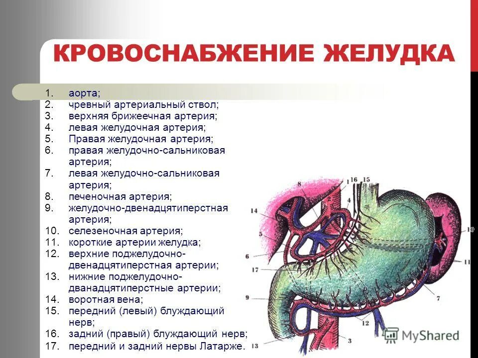 Желудок топография строение функции. Кровоснабжение желудка анатомия схема. Желудок курсовая работа. Анатомия строения пищевода и желудка. Желудок курсовая работа.