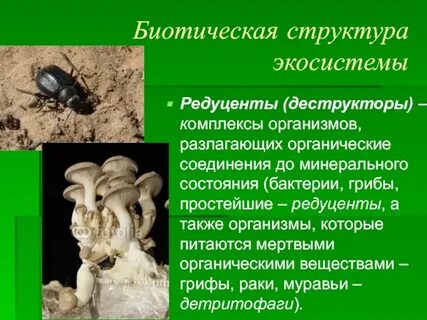 Какую роль выполняют редуценты в экосистеме
