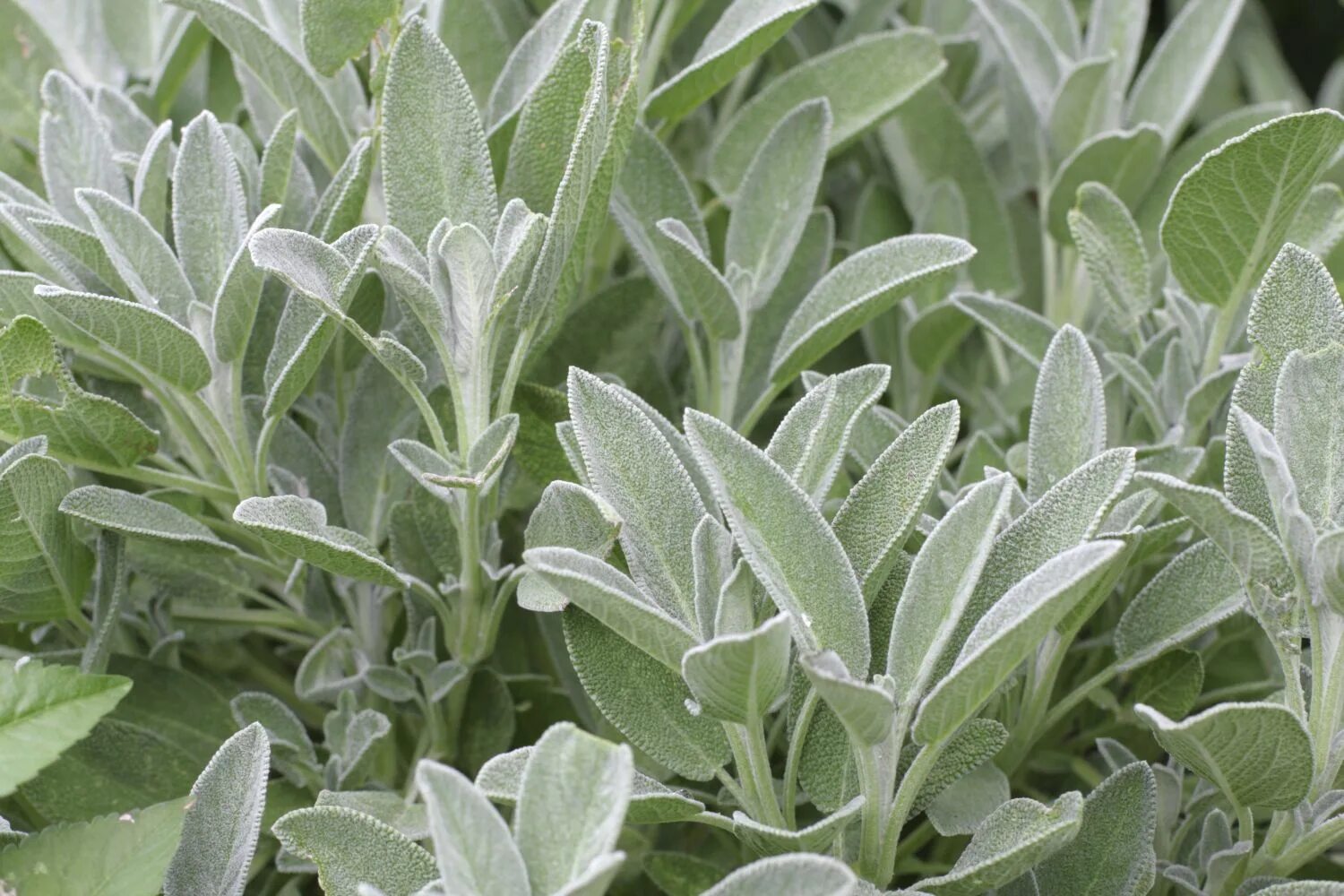 Шалфей лекарственный Sage Plant. Шалфей оффициналис. Шалфей Иктерина. Шалфей Salvia PURPURASCENS.