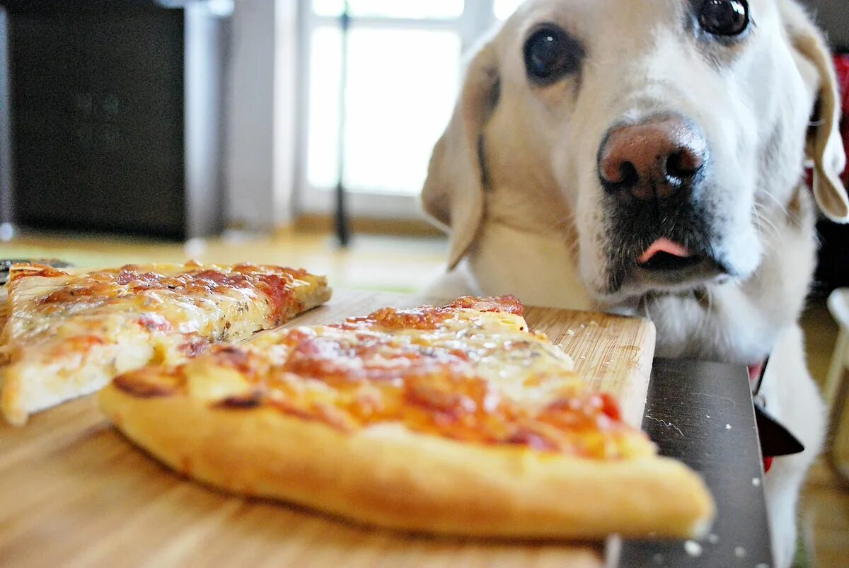 Собака и пицца. Собачка с пиццей. Собака ест пиццу. Животные едят пиццу.