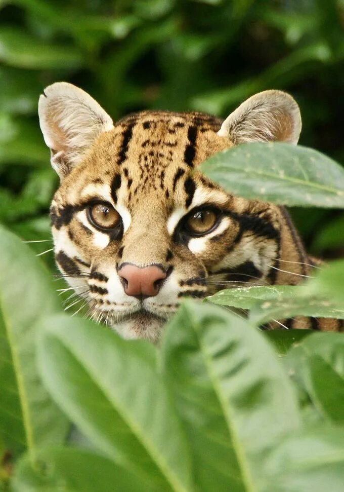 Оцелот. Карликовый леопард Оцелот. Хищная кошка Оцелот. Никарагуанский Оцелот.
