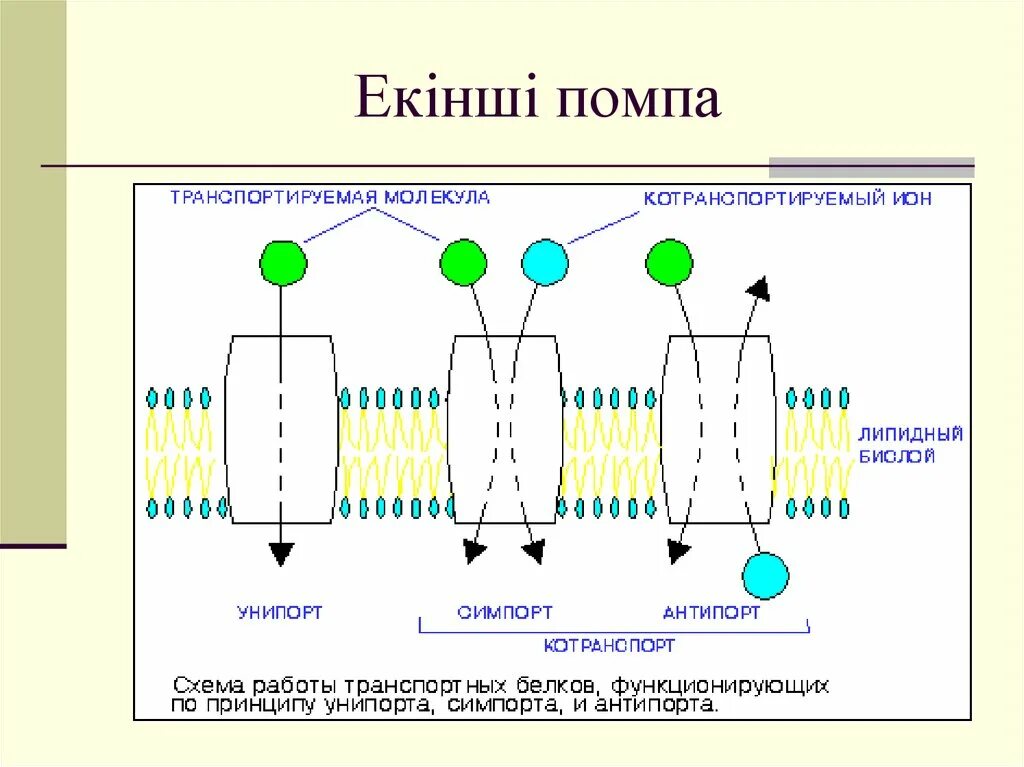 Активный и пассивный транспорт ионов через клеточную мембрану. Облегченная диффузия Унипорт симпорт антипорт. Вторично активный транспорт Глюкозы схема. Вторично активный транспорт симпорт и антипорт.