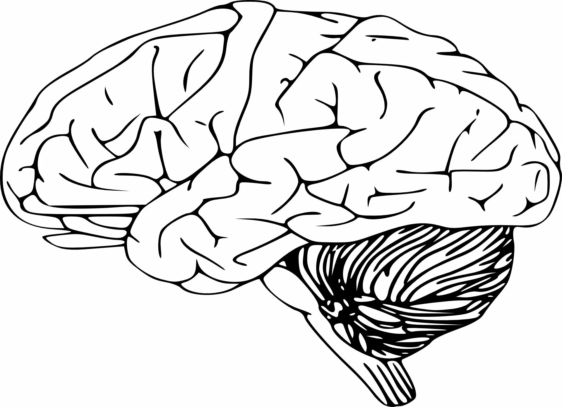 Brain 265. Мозг рисунок. Мозг нарисованный. Мозг очертания. Контур головного мозга.