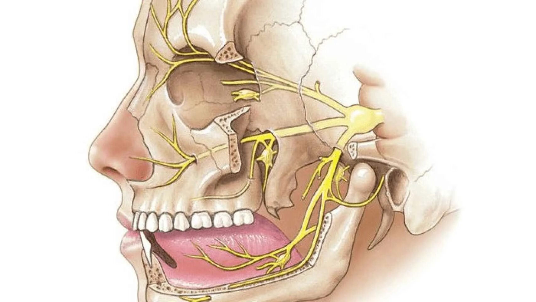 Почему немеют зубы. Nervus trigeminus ветви. Лицевой и тройничный нерв анатомия. Расположение узла тройничного нерва. Невралгия тройничного нерва нижней челюсти.