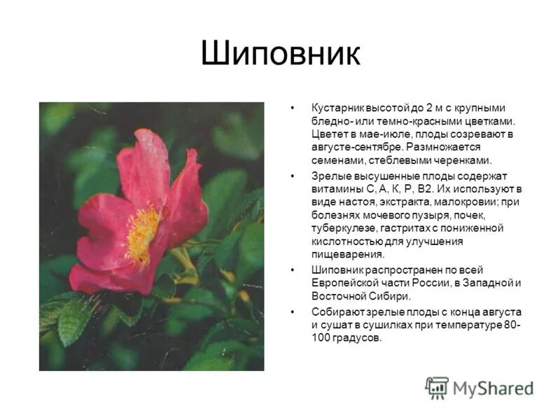 Шиповник Рубин купить в Москве, растения по цене от 490 руб. в питомнике и интер