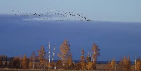 Снова осень и улетают птицы