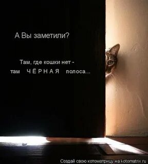 Не доверяйте кошкам