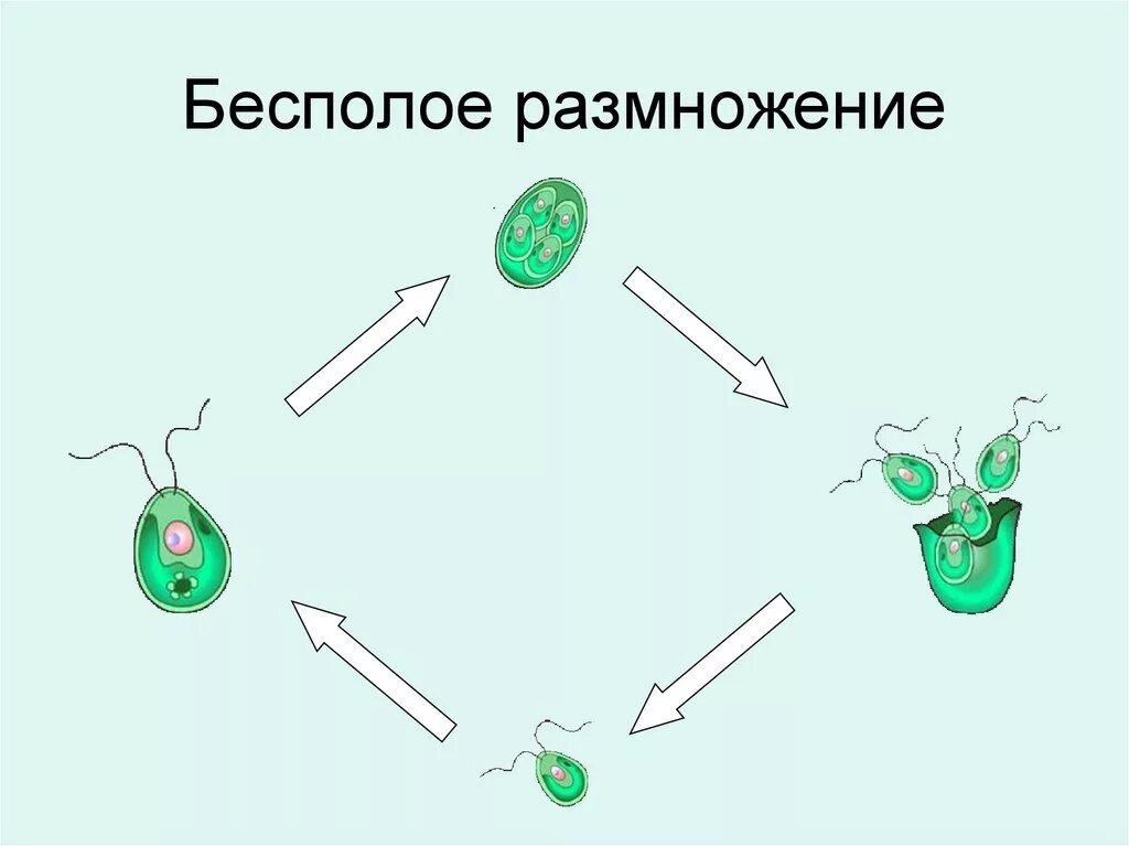 Размножение водорослей 6. Бесполое размножение водорослей 6 класс. Размножение одноклеточных водорослей. Размножение одноклеточных водорослей 6 класс. Размножение водорослей схема.