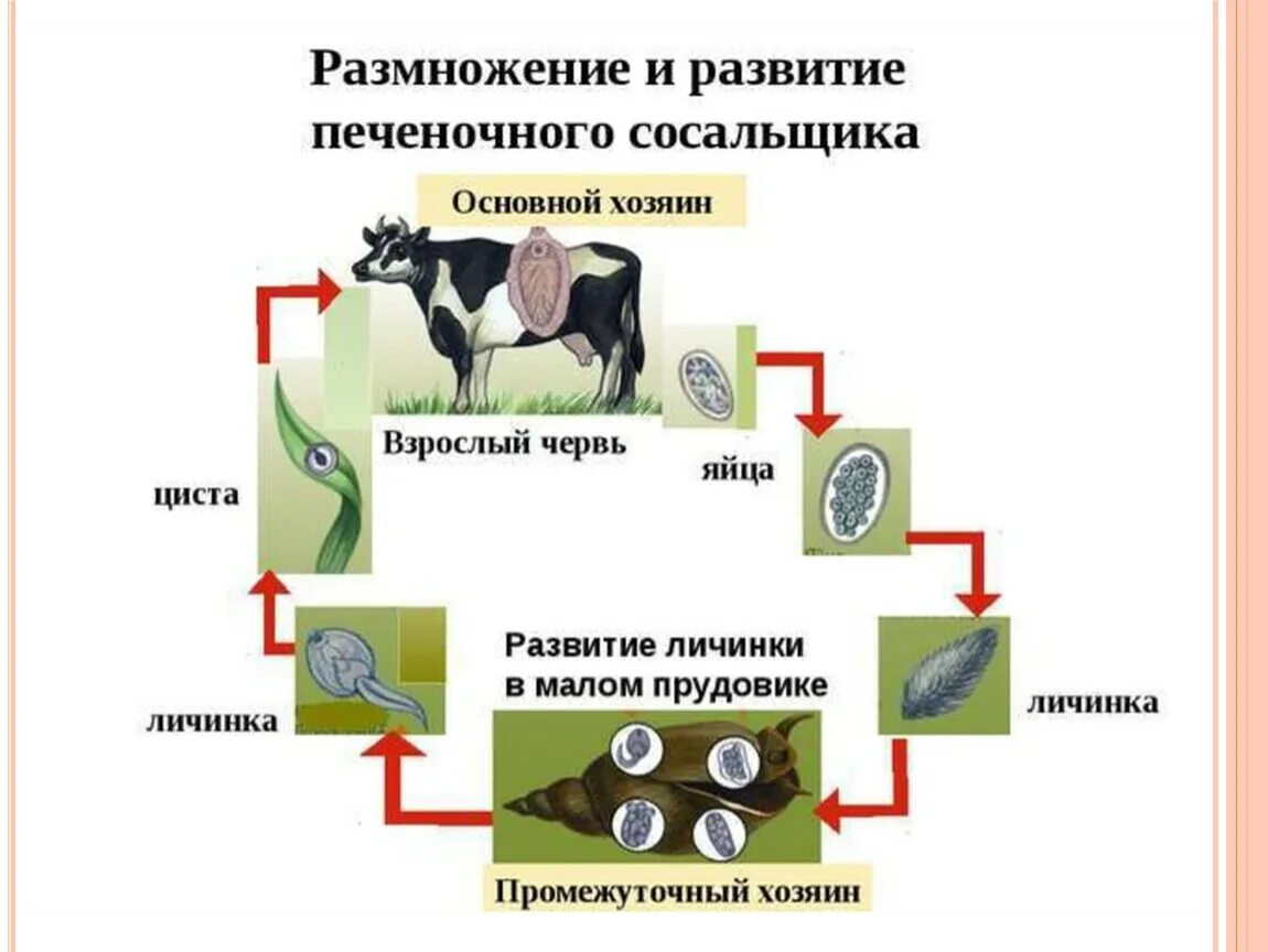 Без смены хозяев происходит развитие. Цикл развития печеночного сосальщика схема. Жизненный цикл печеночного сосальщика. Схема жизненного цикла печеночного сосальщика. Цикл развития печеночного сосальщика основной хозяин.