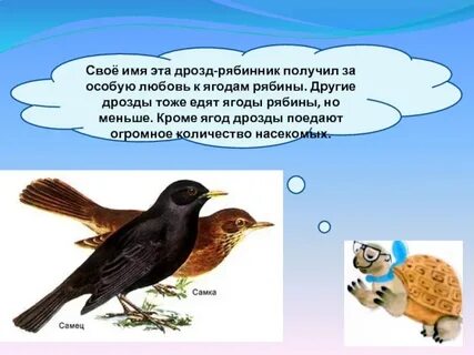 Какая птица помогает