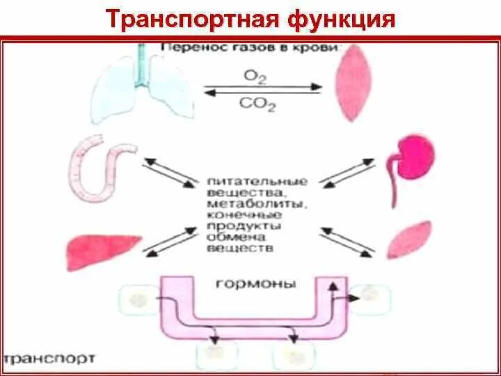 В чем проявляется транспортная функция. Транспортная функция крови схема. Кровь транспортная функция крови. Транспортная функция белков. Транспортная функция примеры.