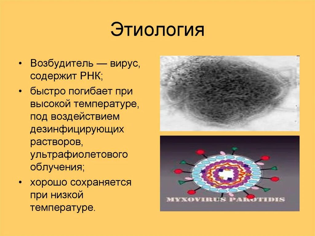 Возбудитель вируса герпеса микробиология. Вирус паротита микробиология. РНК-содержащие вирусы их строение. Возбудитель паротита микробиология.