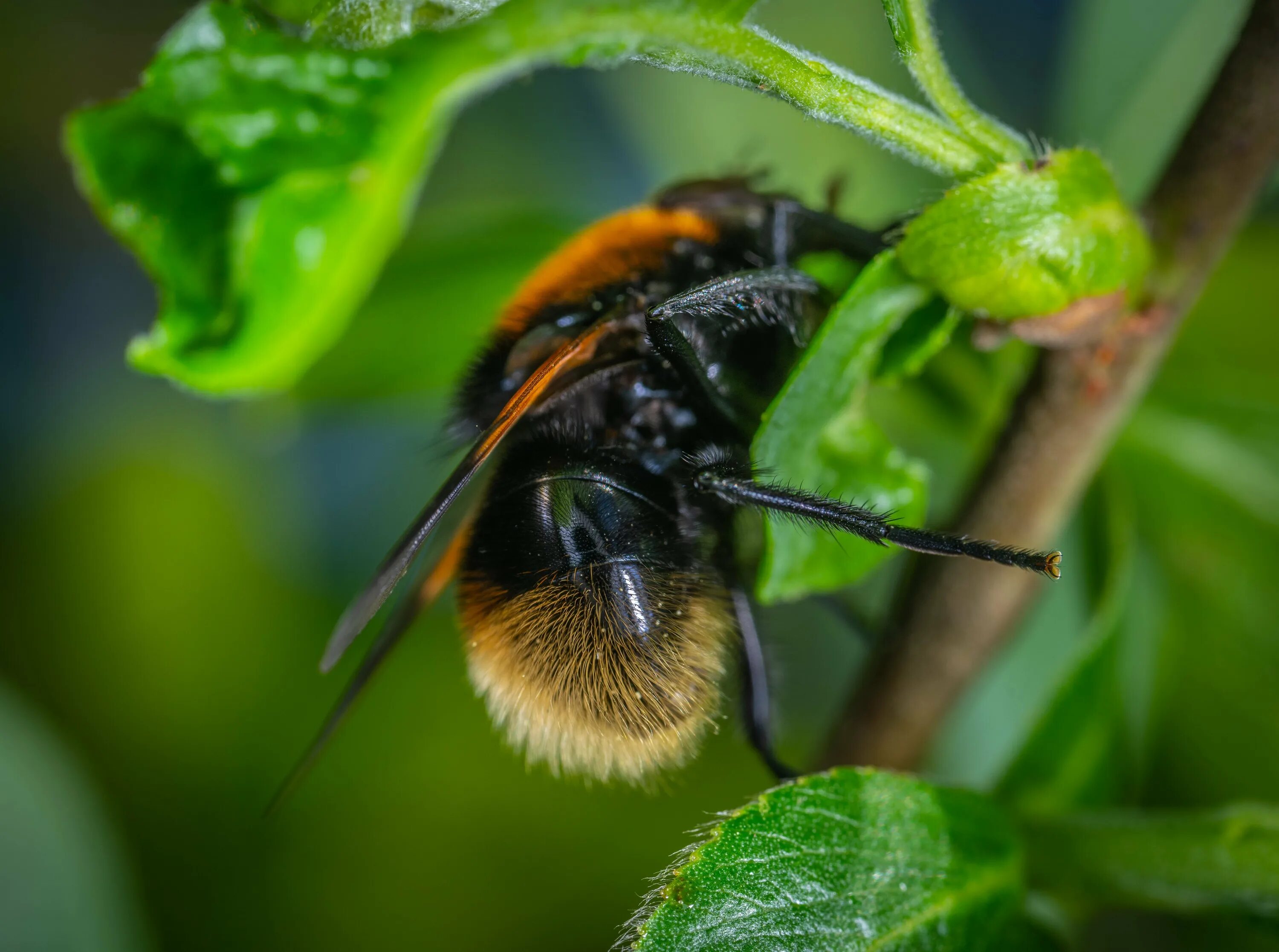Божья коровка пчелы. Шмель насекомое. Муха с шмелиным. Мухи жуки осы. Черная пчела.