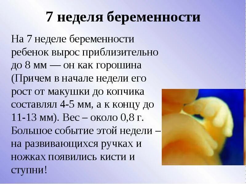 Эмбрион 7 дня форум. Плод на 7 неделе беременности. эмбрион на 7 неделе беременности. как выглядит ребёнок в 7 недель.