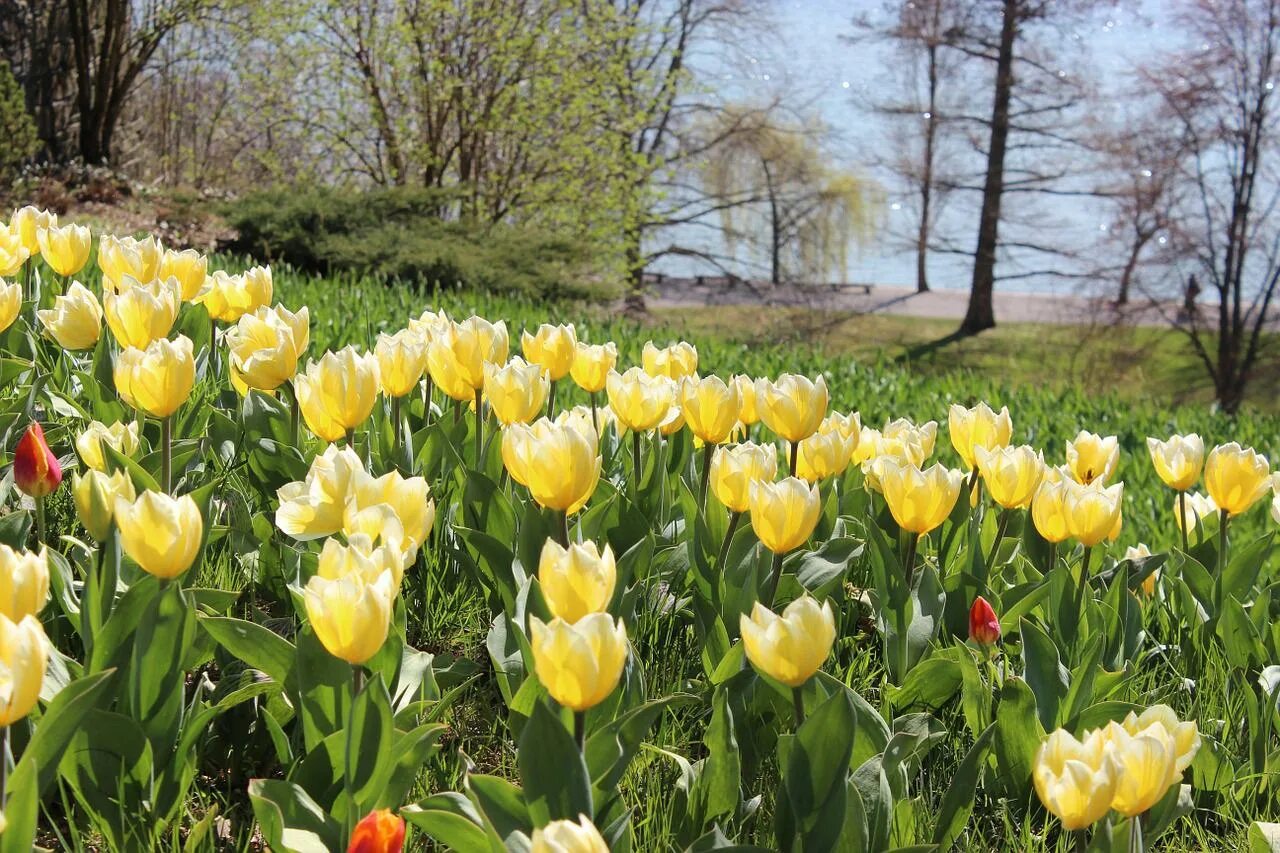 Будут ли цвести тюльпаны весной. Тюльпан Vesna. Тюльпан Лесной семейство. Весенние тюльпаны. Тюльпаны весной.