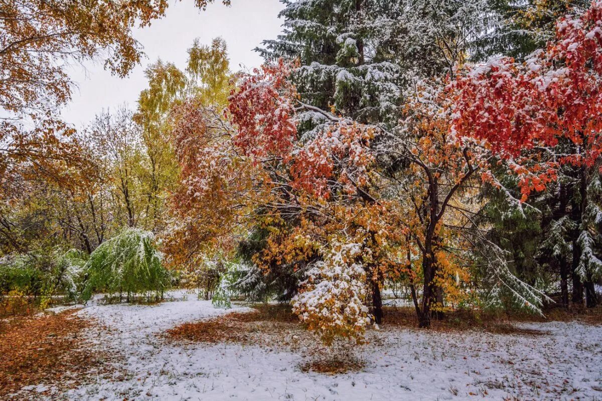 Красивые картинки ноября. Первый снег. Осень первый снег. Снежная осень. Снег осенью.