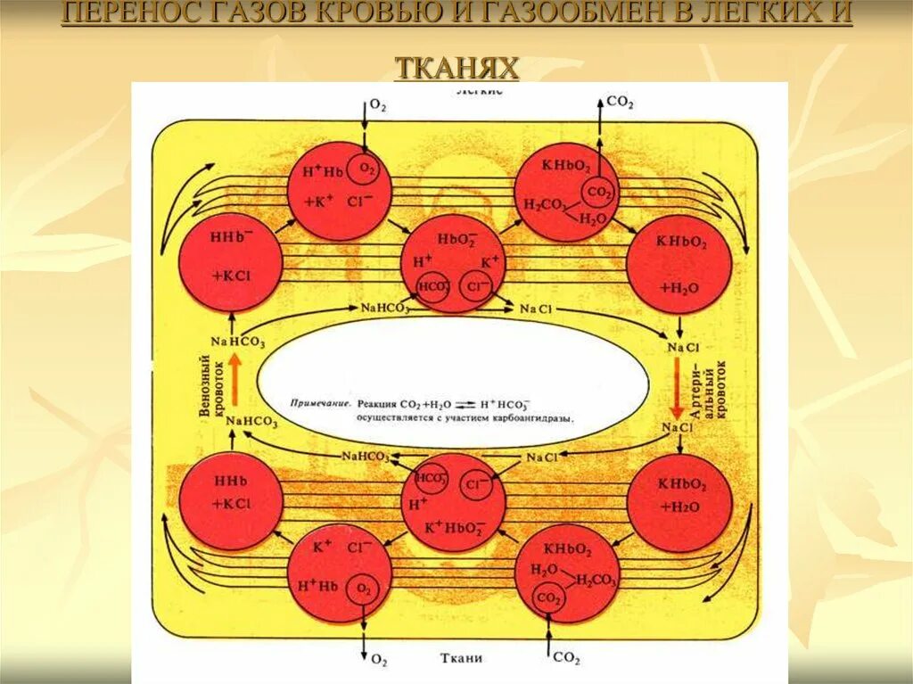 Перенос газов кровью. Газообмен в тканях. Перенос газов. Схема переноса кислорода кровью. 3 перенос газов кровью
