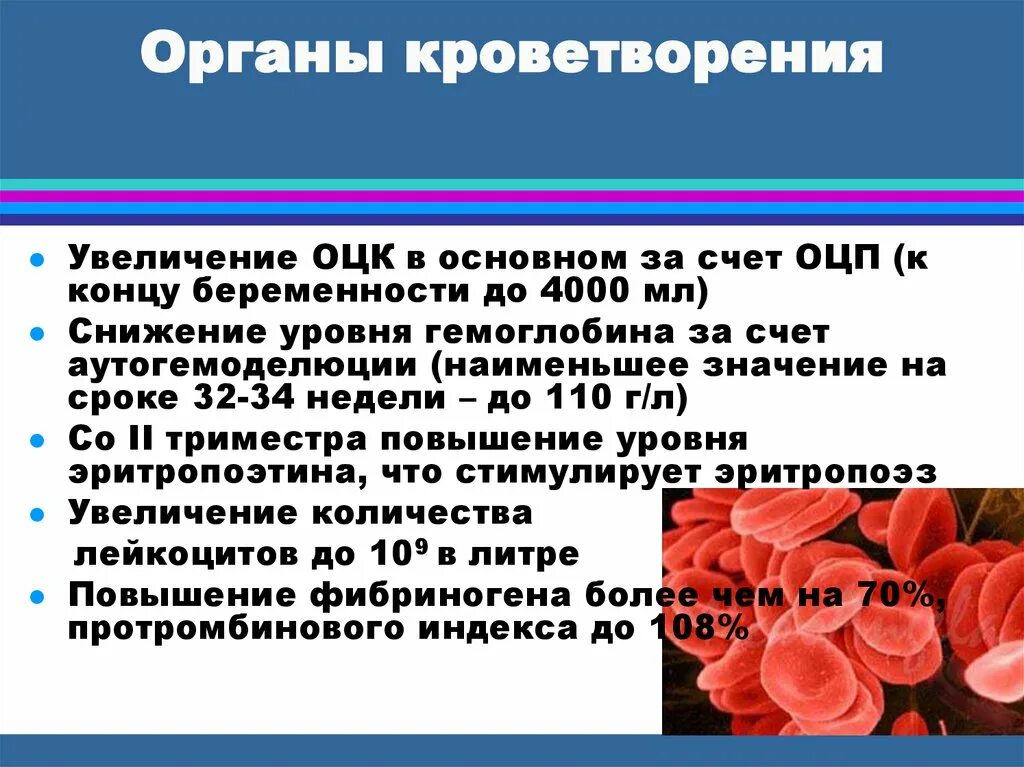 Беременность и сосудистые заболевания. Кроветворение при беременности. Система кроветворения. Система кроветворения в период беременности. Послеродовая кроветворения.