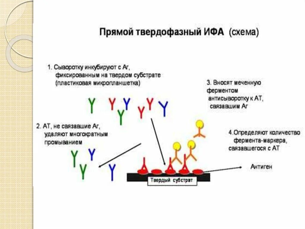 Сыворотка ифа. Непрямой метод ифа схема. непрямой метод иммуноферментного анализа. твердофазный метод ифа. прямого и непрямого твердофазного неконкурентного ифа схема.