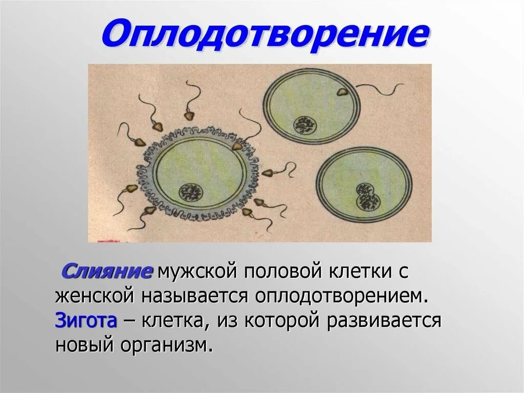 Схема оплодотворения. Половое размножение животных. Оплодотворение клетки. Оплодотворение клетки схема. Какая ботаническая наука изучает процесс оплодотворения