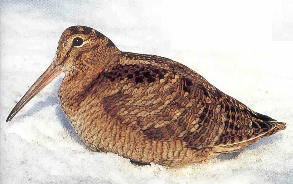 Eurasian Woodcock (Scolopax rusticola). Birds of Siberia.