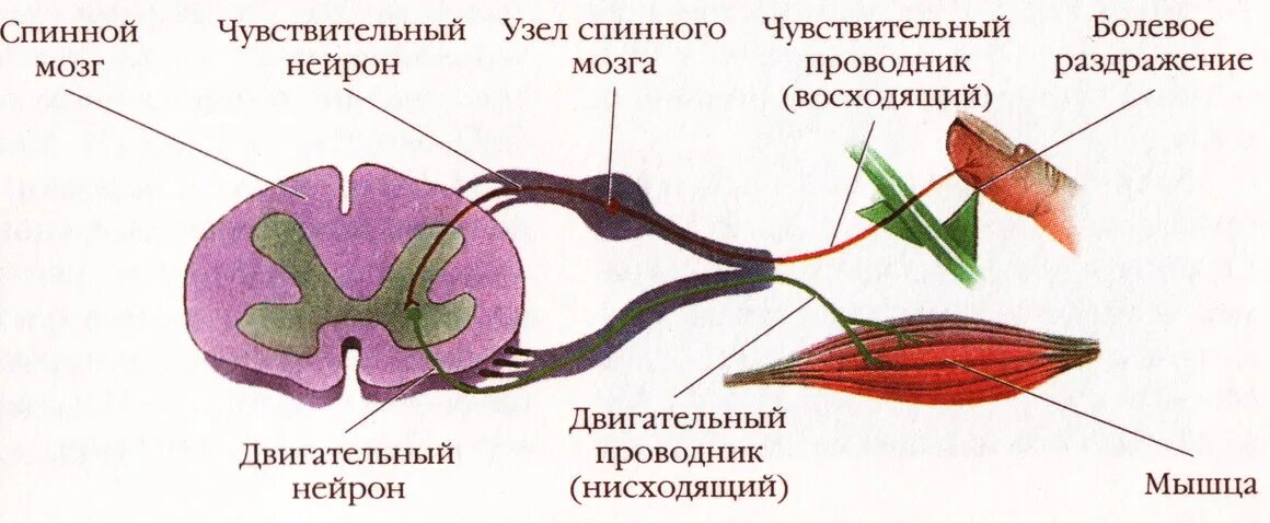 Спинной мозг строение вставочный Нейрон. Спинной мозг строение чувствительный Нейрон. Спинной мозг строение двигательный Нейрон. Строение спинного мозга Нейроны.