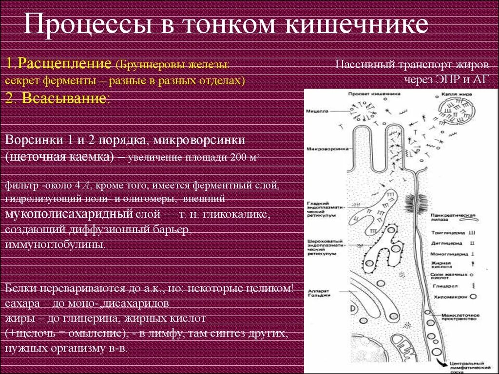 Процессы в кишечнике человека