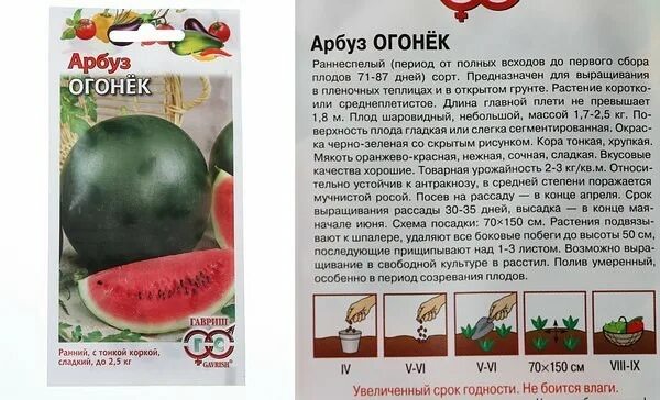 Рассада арбуза огонек. Арбуз огонек в теплице. Семена арбуза огонек посев. Семена Арбуз огонек.