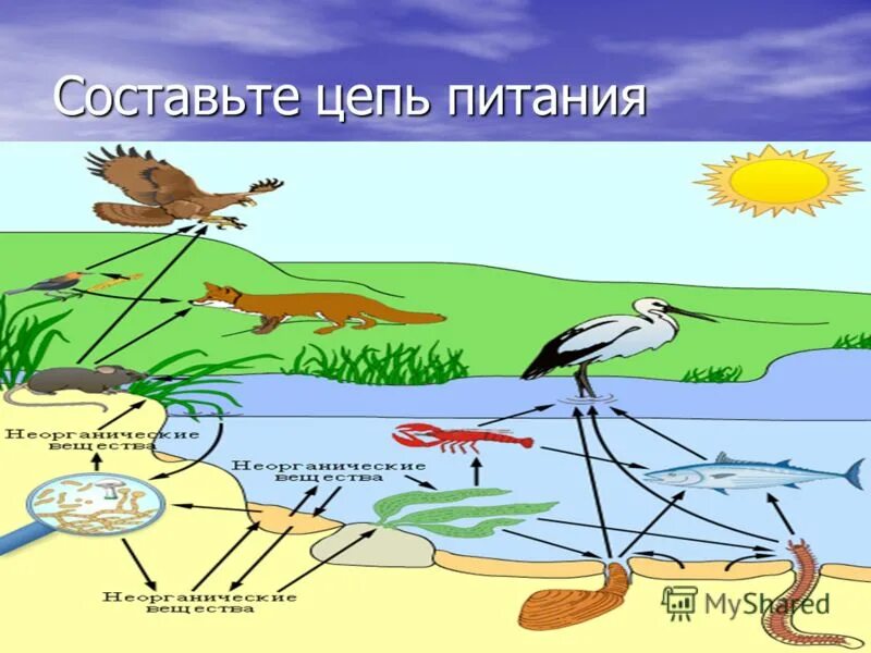 Цепи питания. Пищевая цепь. Пищевая цепочка болота. Пищевая цепь болото. Составить пищевую цепь водоема