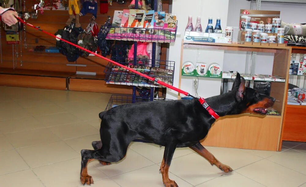 футболка с принтом добермана. доберман размеры. сколько стоит доберман в зоомагазине. магазины доберман. шлейка для собак доберман.