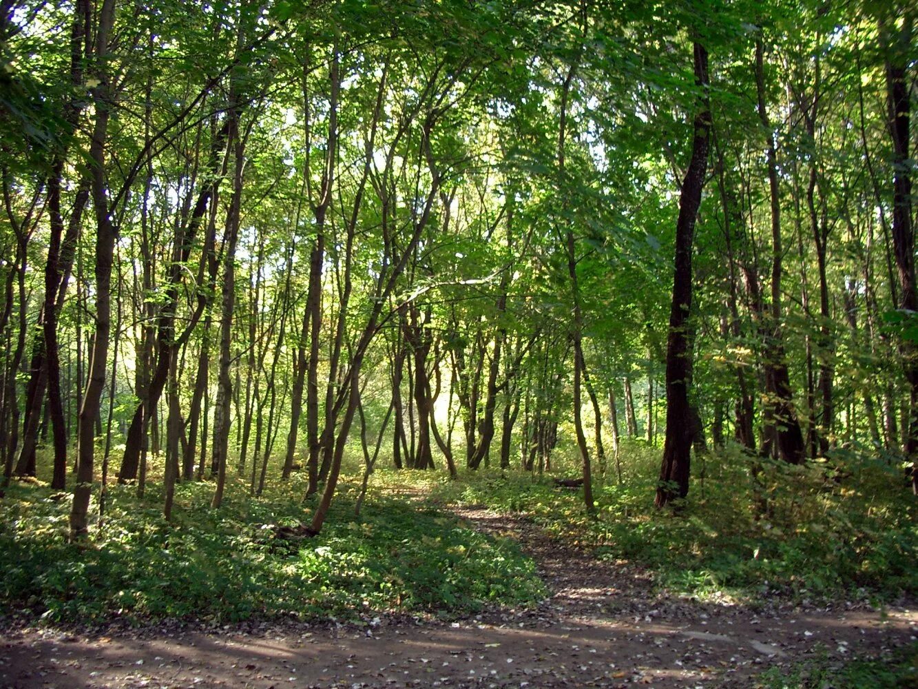 дубовая роща в коломенском. поселок дубовая роща нестеровский район. сквер дубовая роща ставрополь. дубовая роща московская область. дубовая роща в коломенском парке.