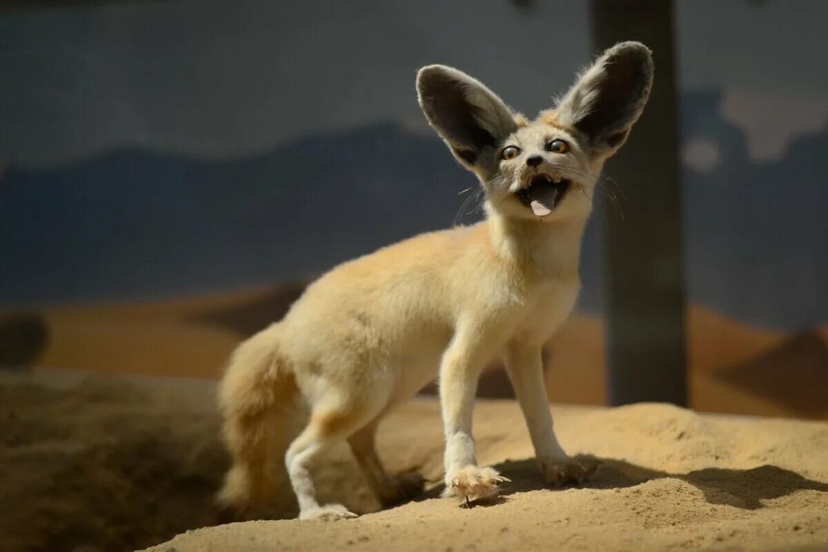 Лиса фенек. Фенек степная лисица. Большеухая лисица фенек. Собака финик. Маленькая лисичка фенек.