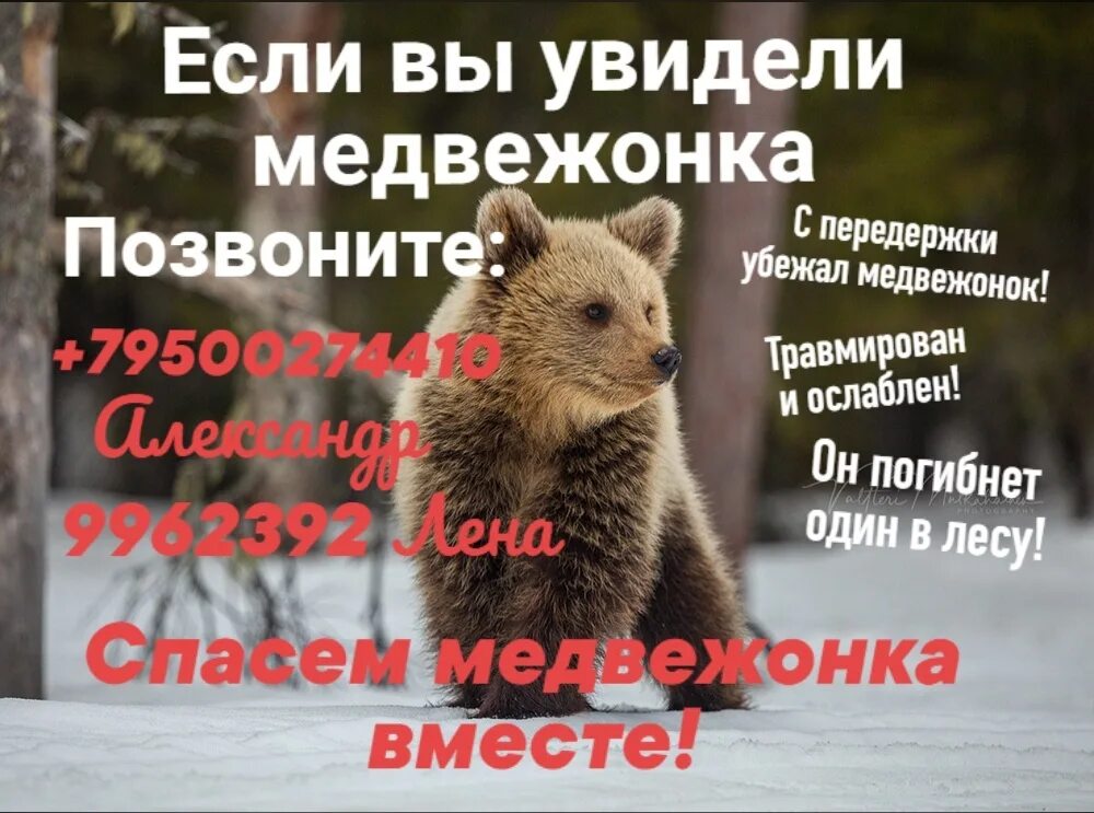 Медвежонок ждет. Потерялся медведь. Медвежонок месячный. Потерялся медведь. Потерялся медведь.