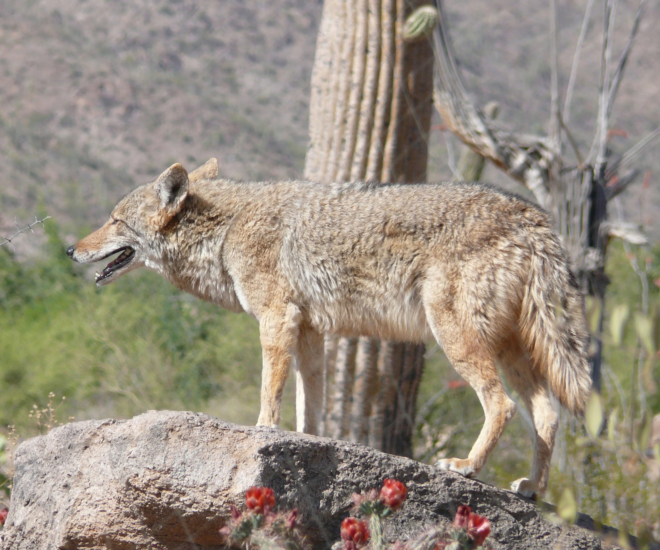 Животный мир мексики. Животные Мексики Койоты. Canis Latrans mearnsi. Canis Latrans mitochondrion койот. Лапа койота.