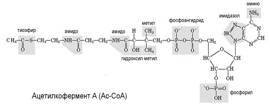 Ацетилкофермент а структурная формула. Ацетил кофермент а формула. Формула ацетил коэнзим а. Ацетил кофермента а структурная формула. Коа формула