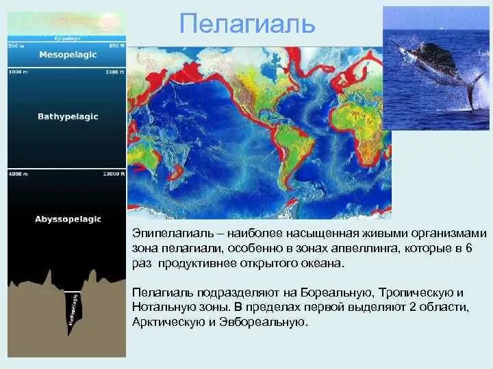 Географические зоны океана. Зоны пелагиали. Зоны океана. Биогеографическое районирование океана. Вертикальное районирование океана.