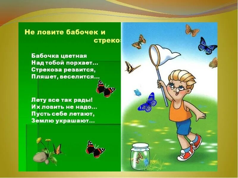 Почему нельзя рвать цветы и ловить бабочек. Почему нельзя ловить бабочек. почему нельзя ловить бабочек в лесу. не лови бабочек стрекоз.
