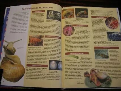 Книга ракушек