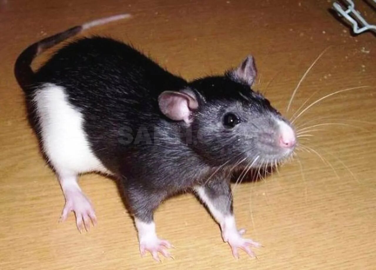 Типы крыс. Rattus rattus чёрная крыса. крыса дамбо стандарт чёрная. декоративные крысы породы стандарт. бесхвостая крыса манкс.