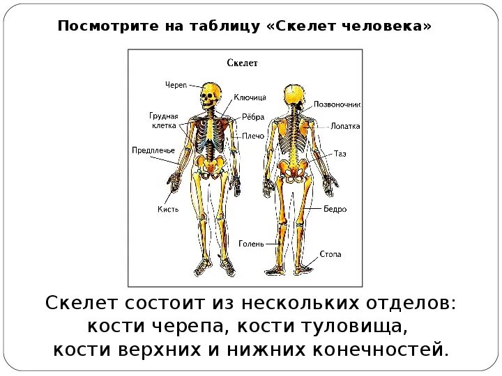Строение человека таблица. Части скелета человека таблица. Таблица строение человека 3 класс. Внешнее строение человека с описанием. Анатомия человека впр