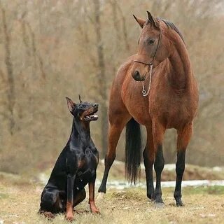 Собака конь фото