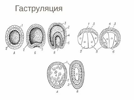 Нейрула двухслойный зародыш