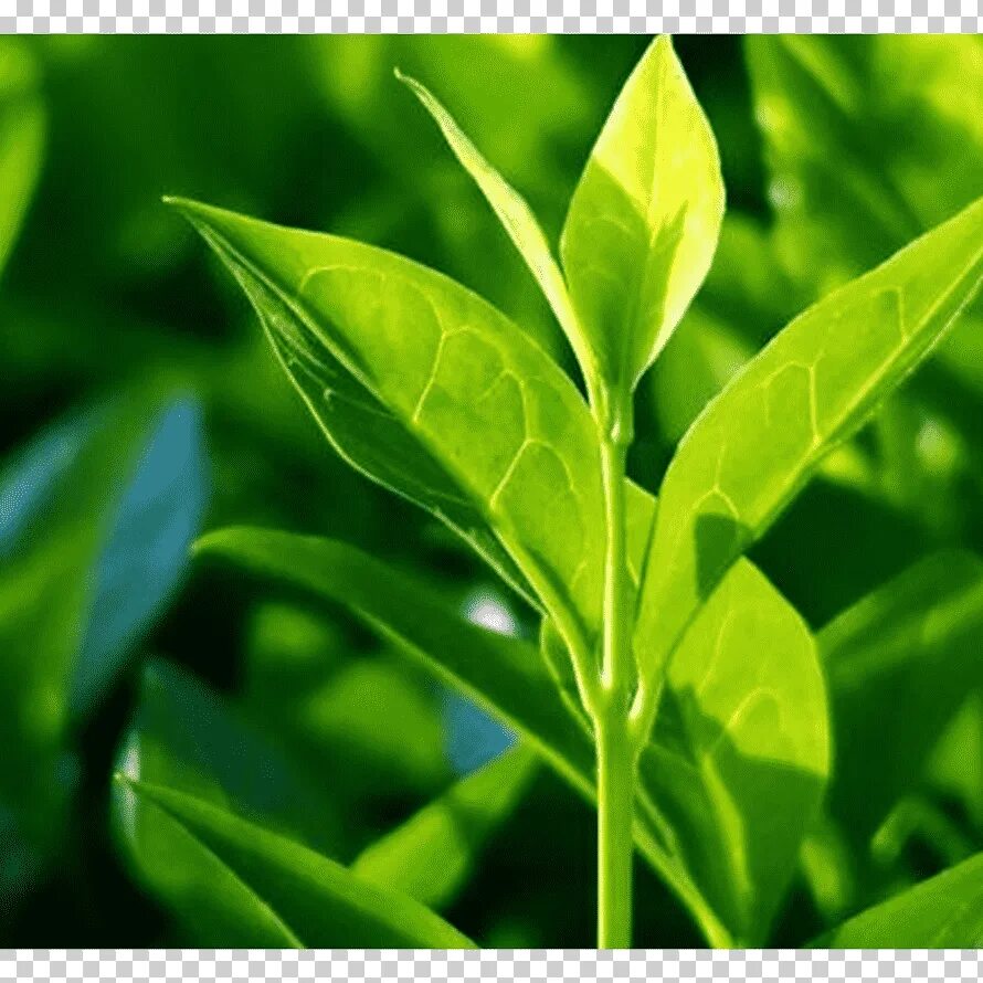 Листья чая китайского. Зеленый чай (Camellia sinensis). Camellia sinensis листья. Экстракт зеленого чая (Camellia sinensis. Камелия китайская (зеленый чай).