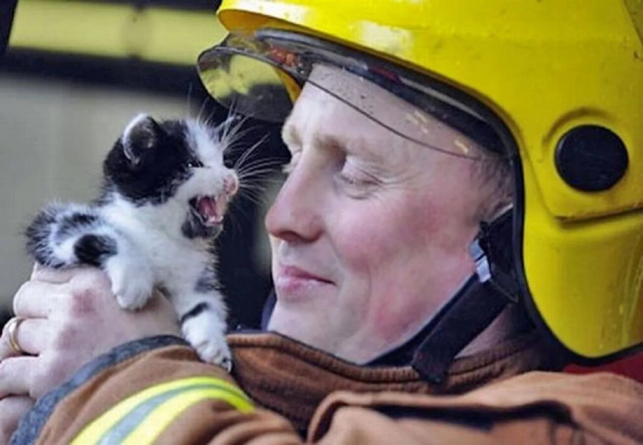 Пожарный спас котенка. Кот спасатель. Кошечки спасают