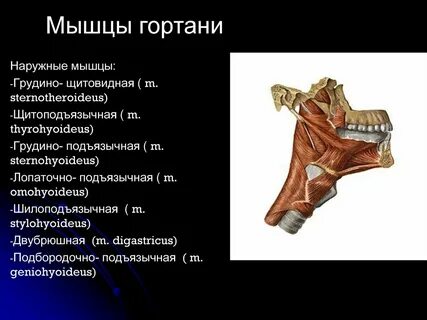 Грудино щитовидная мышца