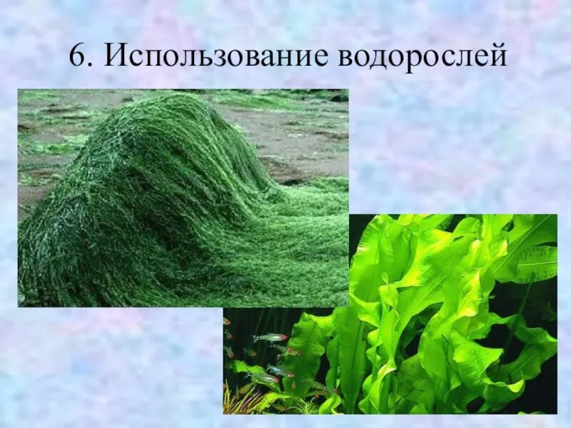 Водоросли в промышленности. Применение водорослей. Практическое применение водорослей. Применение водорослей человеком. Человек в водорослях.