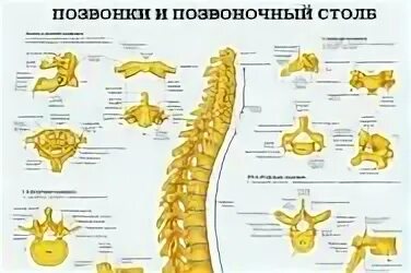 Th4 позвонок. Строение позвонка шейного отдела. Позвоночник шейный отдел строение с4. Функция шейного отдела позвонка. Шейный отдел позвоночника анатомия функции.